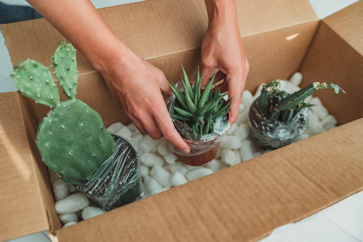 How to Ship Succulents: A Detailed Guide