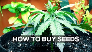 Buy Marijuana Seeds | Weed Seeds For Sale | Cannabis Seeds