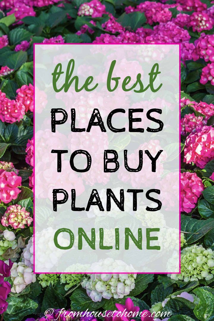 The Best Online Nurseries For 2022 (Where To Buy Perennials, Trees and Shrubs Online) – Gardener&039s Oasis