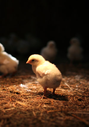 How to Order Baby Chicks in the Mail – Backyard Poultry