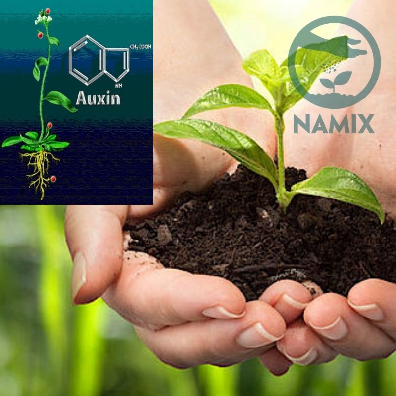 Auxin là gì? Ứng dụng của auxin trong nông nghiệp